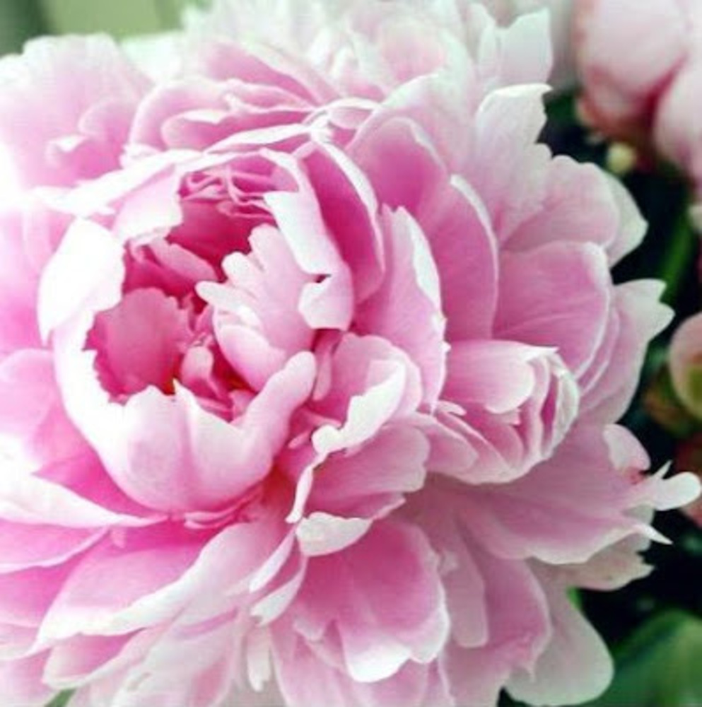 Meet your Posher, H. norah l.